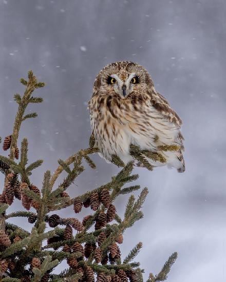 Shortie in the snowfall