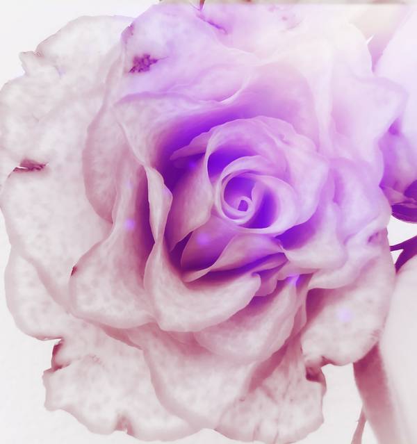 Die Rose! Königin der Blumen in voller Blüte od Doris Beckmann