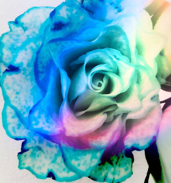 Die Rose! Königin der Blumen in voller Blüte 2 od Doris Beckmann