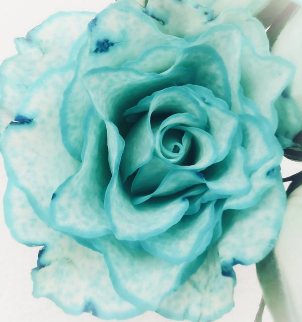 Die Rose! Königin der Blumen in voller Blüte 3 od Doris Beckmann
