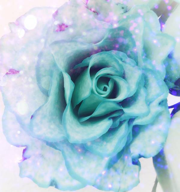 Die Rose! Königin der Blumen in voller Blüte 4 od Doris Beckmann