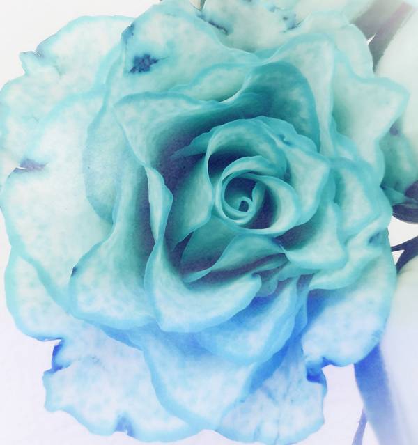 Die Rose! Königin der Blumen in voller Blüte od Doris Beckmann