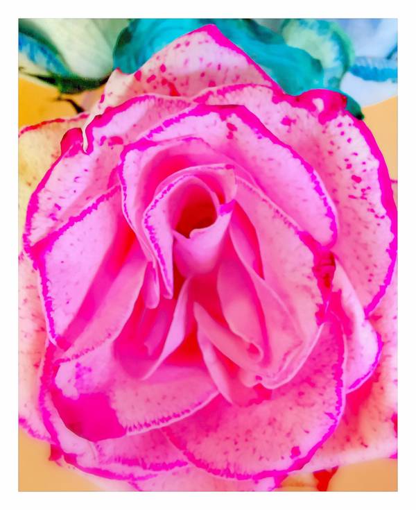 Romantic Rose od Doris Beckmann