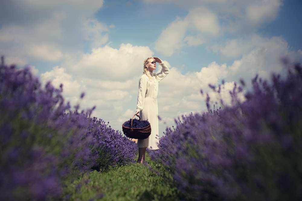 Lavender field od Dorota Górecka