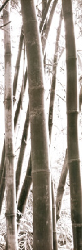 Bamboo Grove IV od Douglas Yan