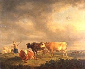 Cattle Grazing in a Landscape