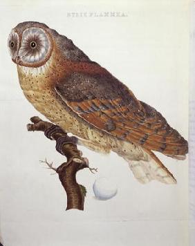 Barn Owl (Strix Flammea) 1796 (coloured engraving)