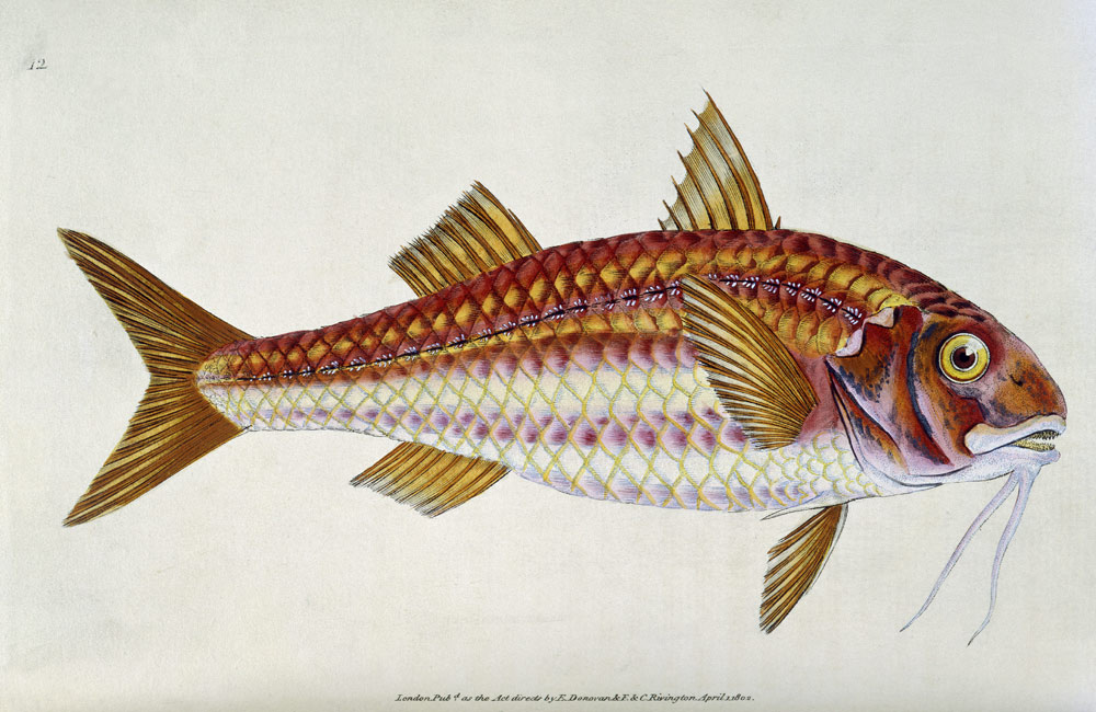 Red Mullet, Pl.12 from "The Natural History of British Fishes", pub. od E. Donovan and F. & C. Rivington