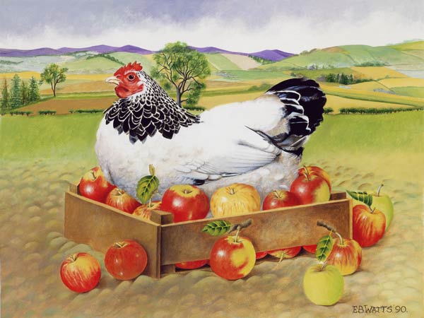 Hen in a Box of Apples, 1990 (acrylic)  od E.B.  Watts