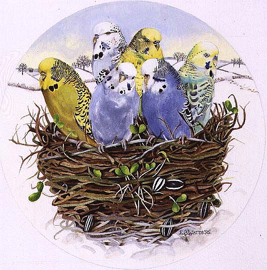 Budgerigars in a Nest, 1995 (acrylic)  od E.B.  Watts