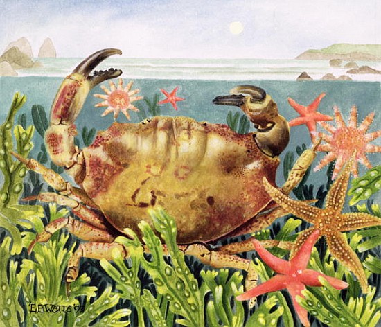 Furrowed Crab with Starfish Underwater, 1997 (acrylic on paper)  od E.B.  Watts