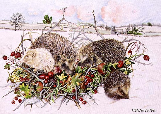 Hedgehogs in Hedgerow Basket, 1996 (acrylic on canvas)  od E.B.  Watts