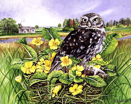 Owl in Grass Nest with Primulas od E.B.  Watts