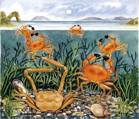 Crabs in the Ocean, 1997 (acrylic on paper) 