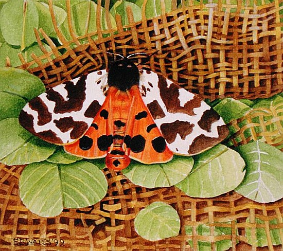 Tiger Moth, 1999 (acrylic on paper)  od E.B.  Watts