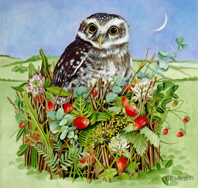 Owl in a Woodland Basket, 1993 (acrylic)  od E.B.  Watts