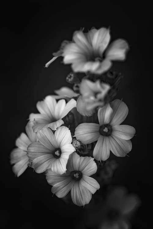 Blüten der gestreiften Binsenlilie od Edith Nero