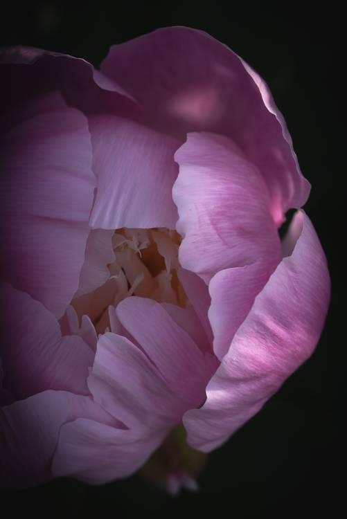 Blütenkopf einer Rose od Edith Nero
