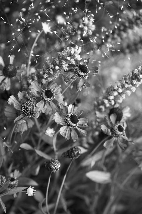 Blumen in schwarz-weiss od Edith Nero