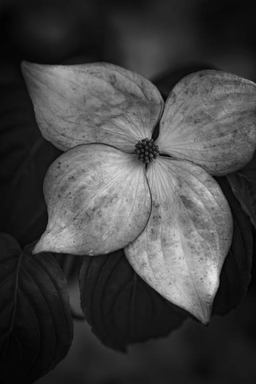 Hartriegelblüte in schwarz-weiss od Edith Nero