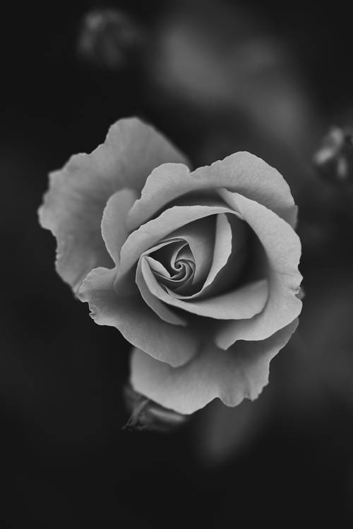 Rosenblütenkopf od Edith Nero