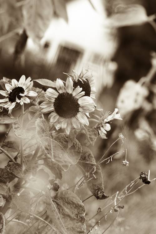 Sonnenblumen im Garten od Edith Nero