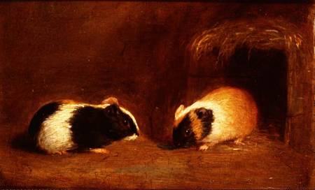 A Pair of Guinea Pigs od Edmund Bristow