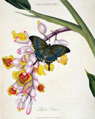 15:Butterfly: Papilo Crino pub. by the artist, 1798 od Edward Donovan