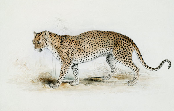 The Leopard od Edward Lear