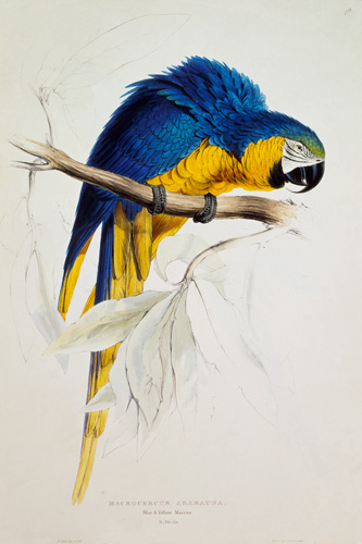The blue yellow macaw od Edward Lear