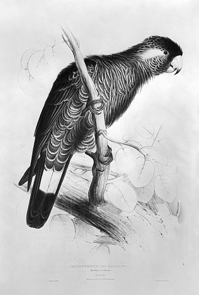 Calyptorhynchus Baudinii, or Baudin''s Cockatoo od Edward Lear