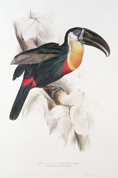 Sulphur and white breasted Toucan od Edward Lear