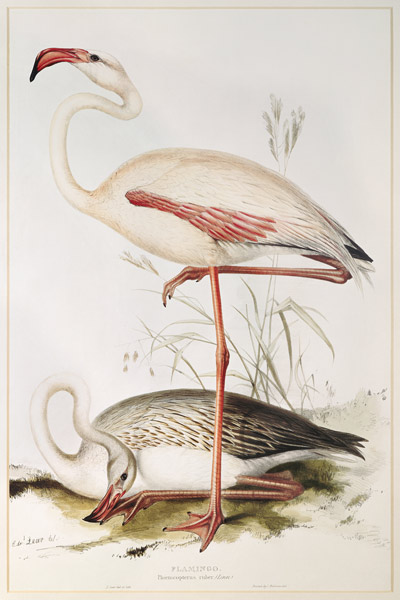 Flamingo od Edward Lear