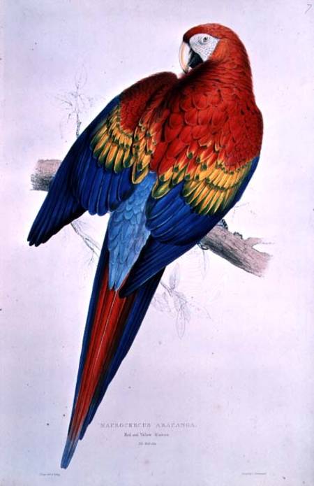 Red and Yellow Macaw (Macrocercus Arancanga) od Edward Lear