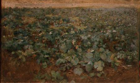 The Turnip Field od Edward Stott