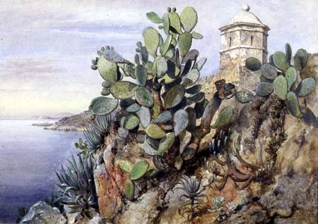 Cactus Opuntia, Monaco od Edward William Cooke
