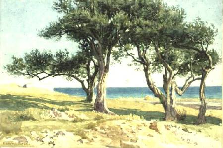 Old Olive Trees, Bordighera od Edwin Bale