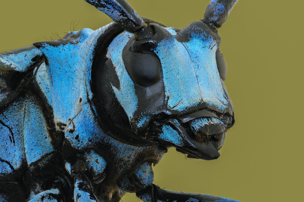 LongHorn Beetle od Edy Pamungkas
