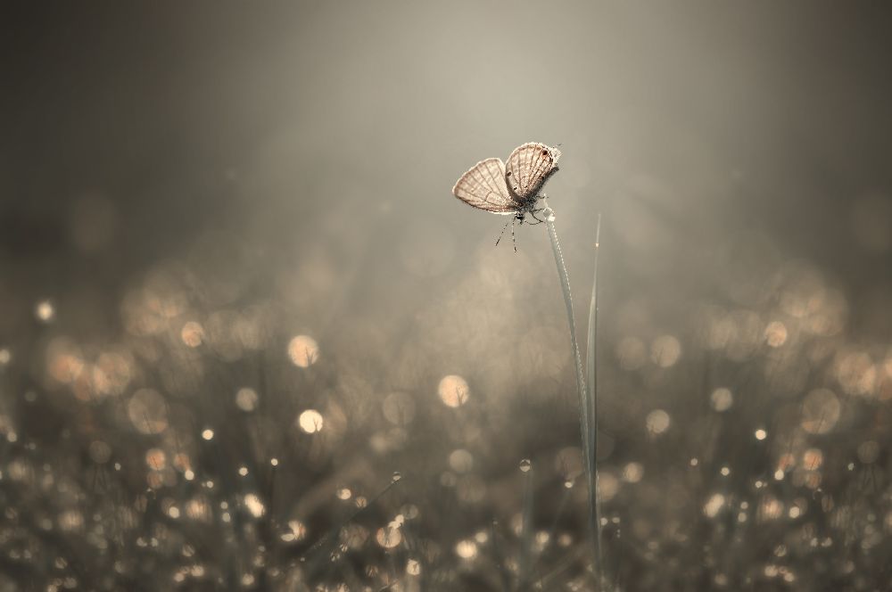 Dream Light od Edy Pamungkas