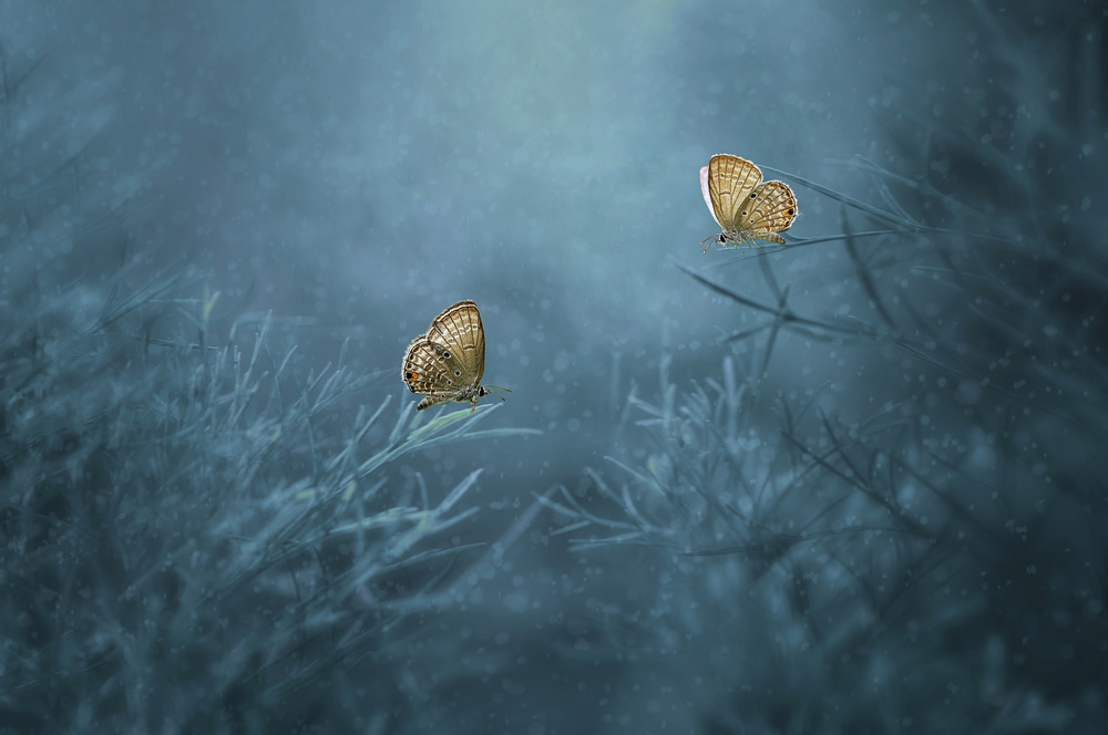 Two Butterflies od Edy Pamungkas