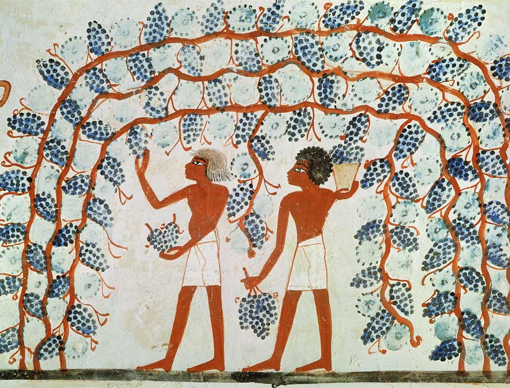 Picking grapes, from the Tomb of Nakht, New Kingdom od Egyptian