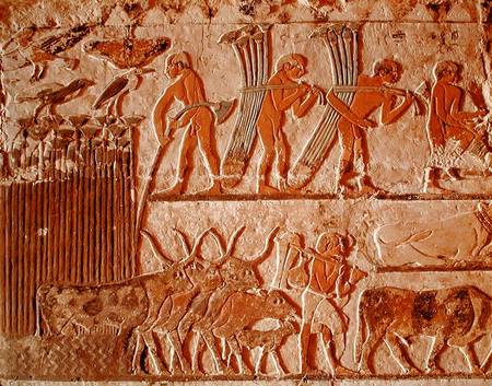 Harvesting papyrus and a group of cows, Old Kingdom od Egyptian
