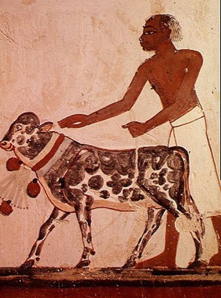 Peasant leading a cow to sacrifice, from the Tomb of Menna od Egyptian