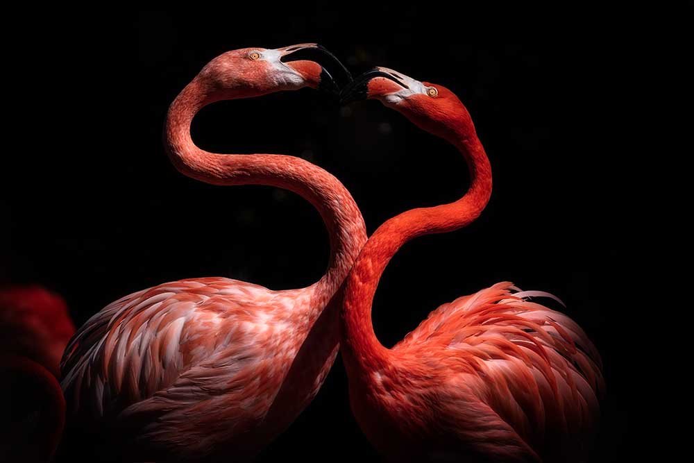 Flamingos od Eiji Itoyama