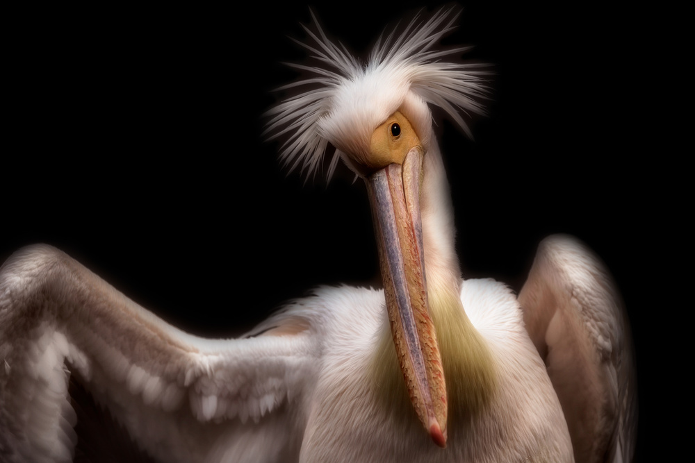 Pelicans portrait od Eiji Itoyama