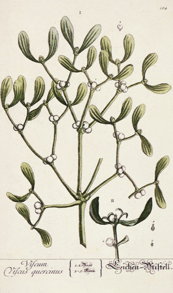 Mistletoe from 'A Curious Herbal' od Elizabeth Blackwell
