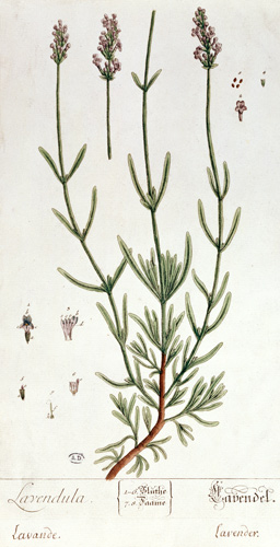 Lavender, plate from 'Herbarium Blackwellianum' by the artist od Elizabeth Blackwell