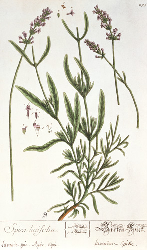 Lavender Spike, plate from 'Herbarium Blackwellianum' by the artist od Elizabeth Blackwell