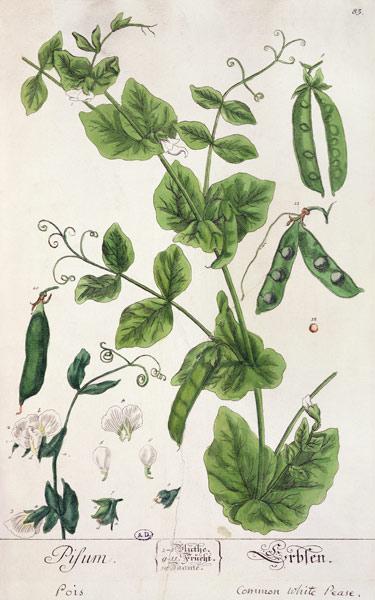 Pea, plate from 'Herbarium Blackwellianum' by the artist
