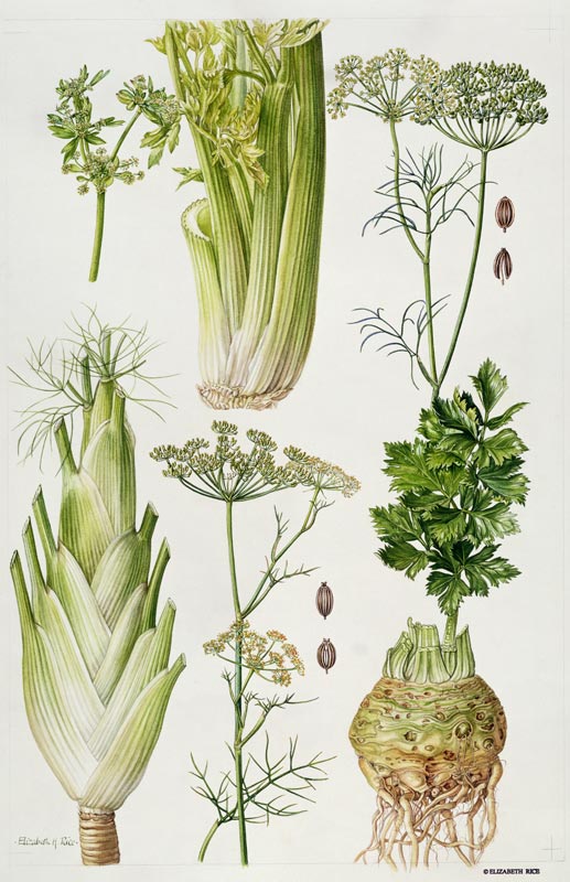 Celery, Fennel, Dill and Celeriac (w/c)  od Elizabeth  Rice